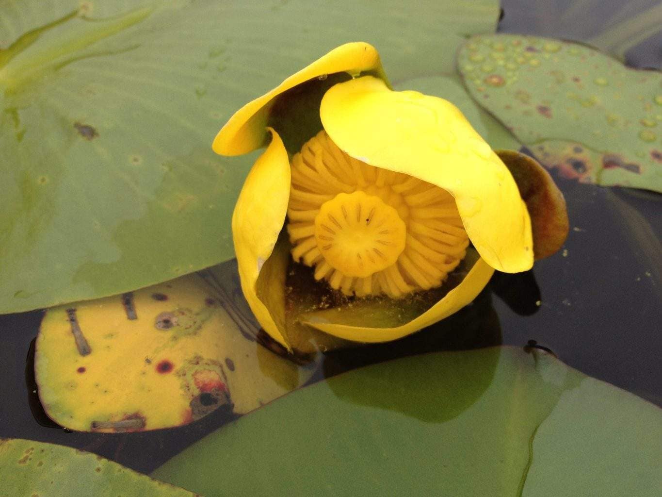 Areolar Reduction by Board Certified Plastic Surgeon At Cosmetic Surgery Excellence