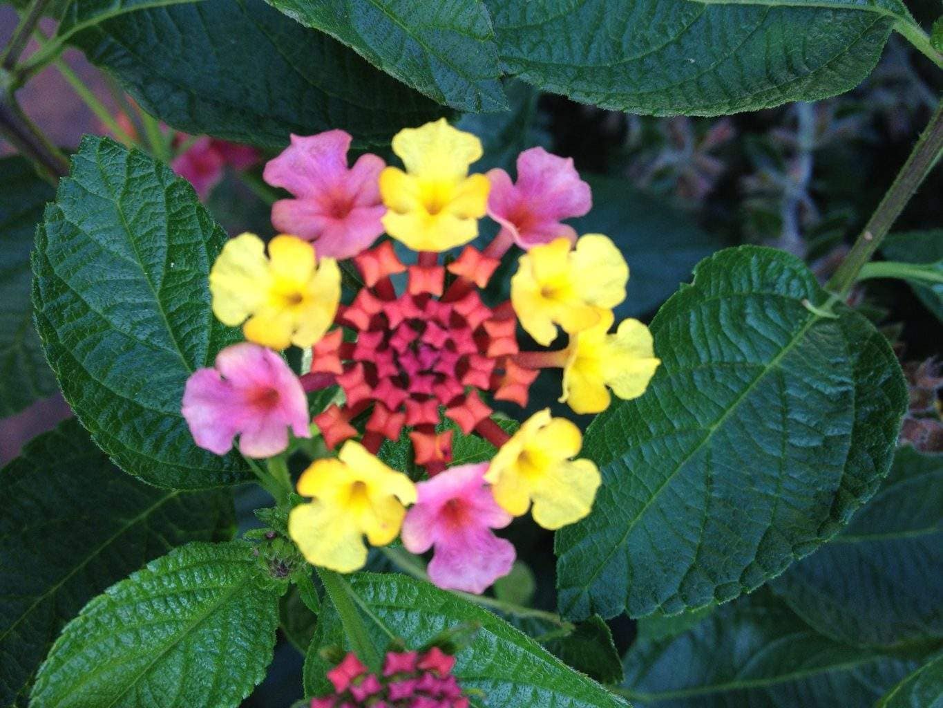 Realself: Patient Questions~Dr. O’Sullivan’s Answers