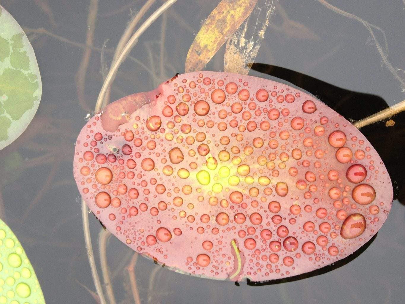 Best Mastopexy Breast Lift Augmentation