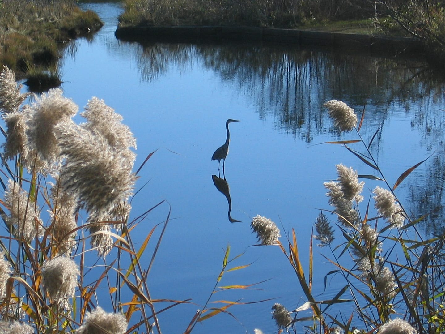 Paralytic Options: Dysport ~ Botox ~ Xeomin