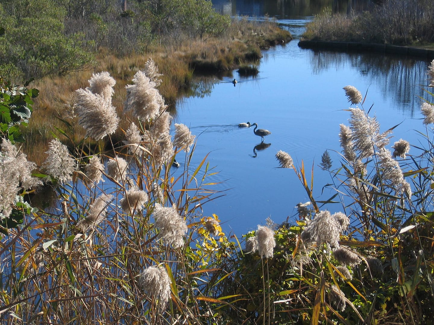 Prominent Ears Otoplasty Ear Pinning by Board Certified Plastic Surgeon in Rhode Island