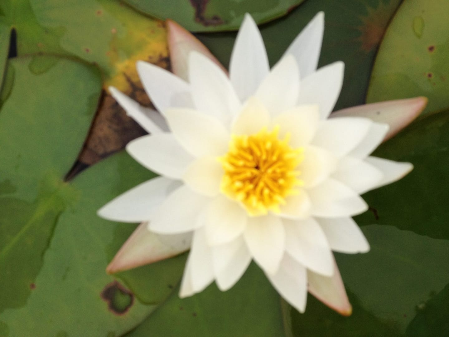 Laser Treatment of the Facial Vessels & Rosacea