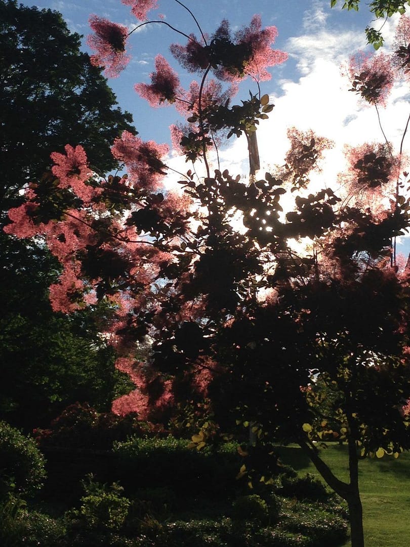 Best Breast Surgery Cosmetic Surgery Excellence Dr Kimberley OSullivan RI Video Testimonial